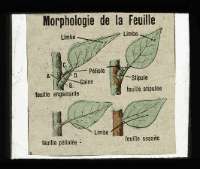 Morphologie de la feuille