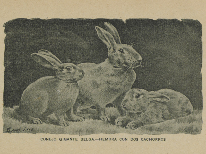 El Conejo, la liebre y el lepórido