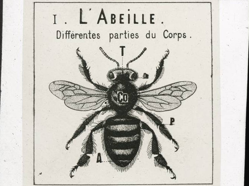 Les abeilles