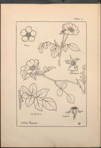 Plate 7.