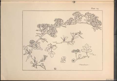 Plate 24.