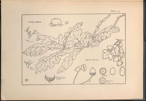 Plate 79.