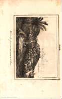80