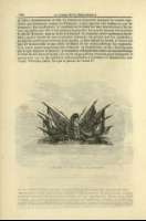 Pag. 234