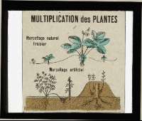 La multiplication des plante