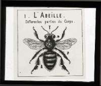 [Les abeilles]